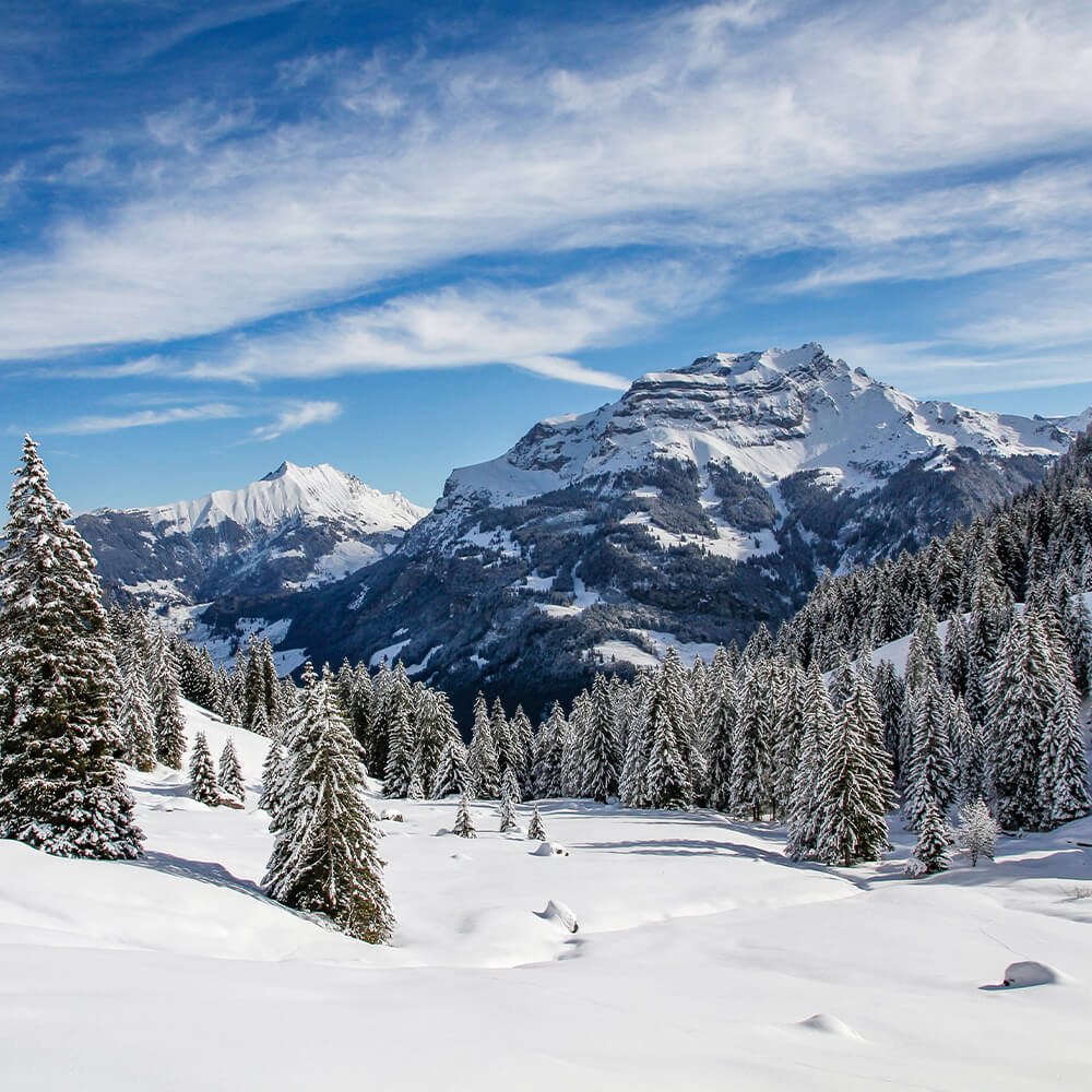 Logodesign & Webseite: natürlich Nidwalden